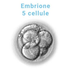 embrione-5-cellule